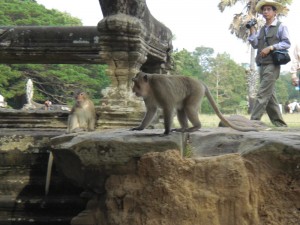 apen in Angkor Cambodja