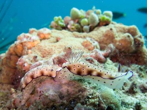 dieren uit de duikerswereld