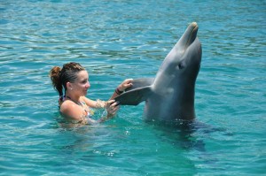 Lieve dolfijnen in curacao