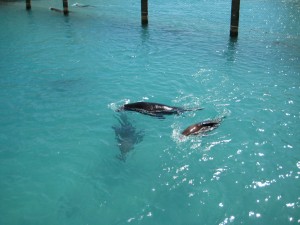 Dagje uit in sea aquarium curacao