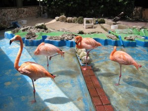 Flamingo in sea aquarium curacao