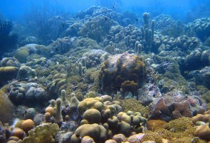 Mooi duiken in curacao