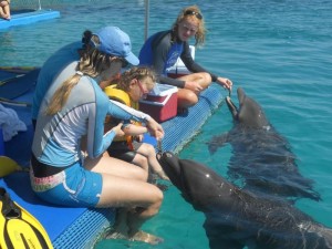 Dolfijnen voeren in curacao