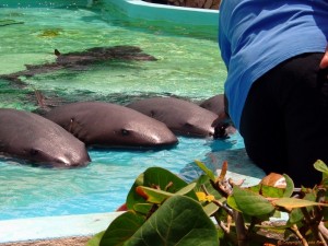 vissen in sea aquarium curacao