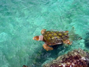 Schildpas in sea aquarium curacao