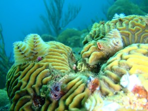 Onderwaterwereld in curacao