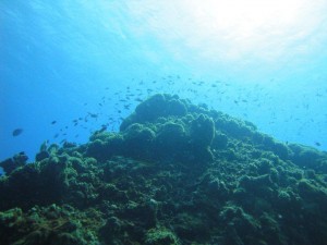 Mooie natuur van curacao