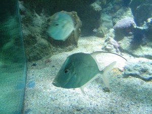Mooie vissen sea aquarium curacao
