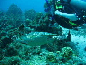 Onderwater in curacao