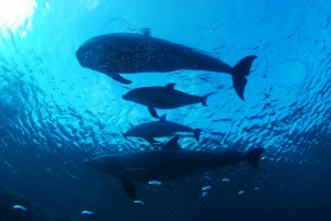 Prachtige dieren sea aquarium curacao
