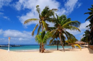 Palmbomen in curacao
