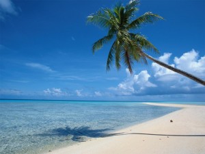 Palmboom curacao