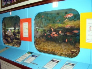 Aquaria bij sea aquarium curacao