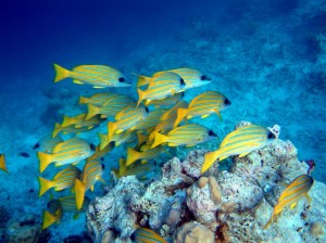 Vissen in curacao