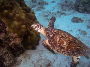 Schildpad sea aquarium curacao