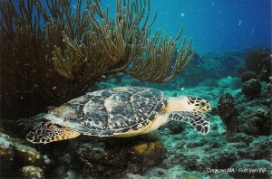 Mooie schildpad in curacao